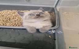 British Shorthair cats for sale: Chunky bsh kittens ready to leave now ❤️  - Image 13