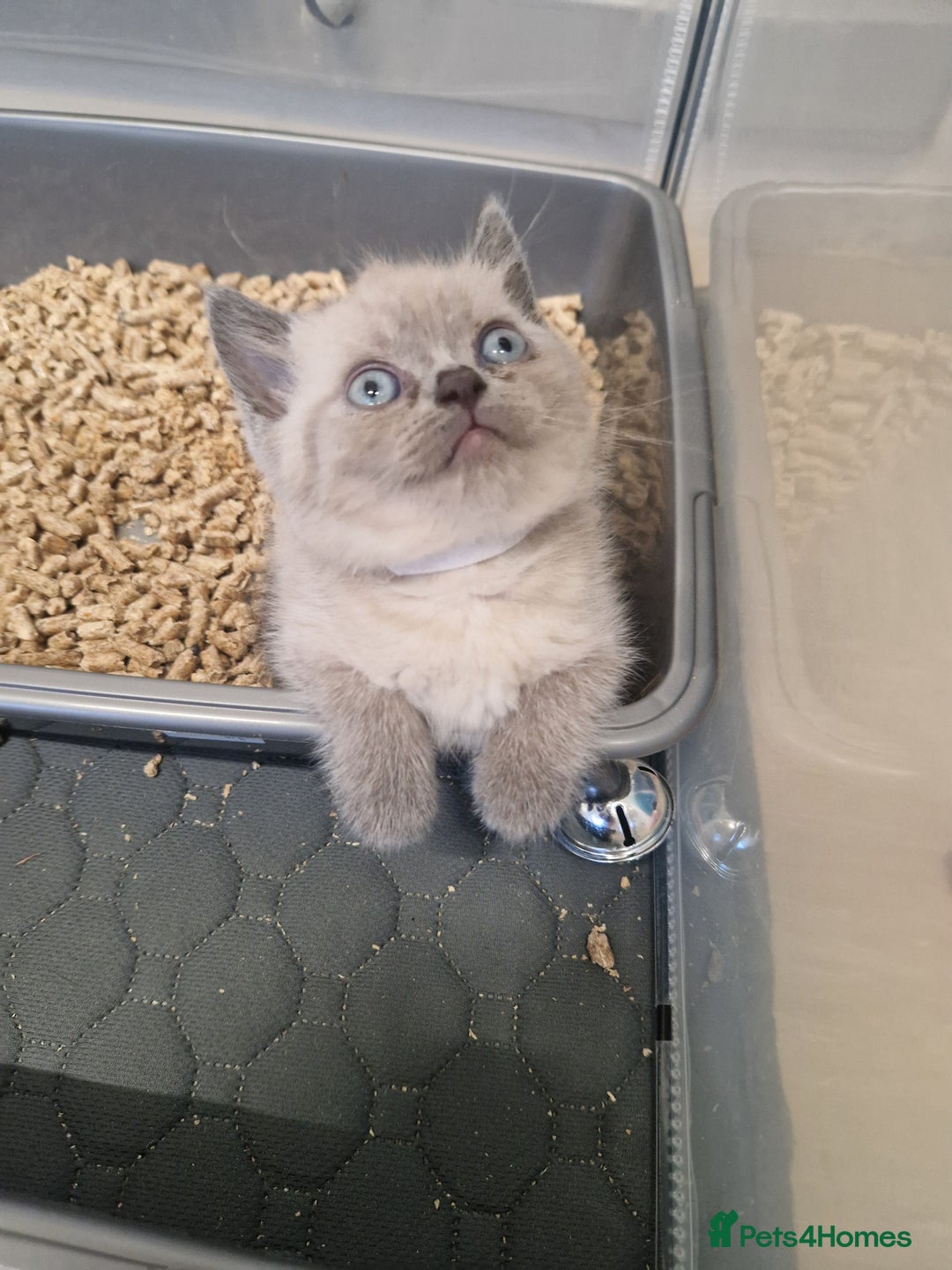 British Shorthair cats for sale: Chunky bsh kittens ready to leave now ❤️  - Image 13