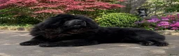 Chow Chow dogs for stud: Stunning Blue Chow Chow Stud – DWKC Registered - Advert 7