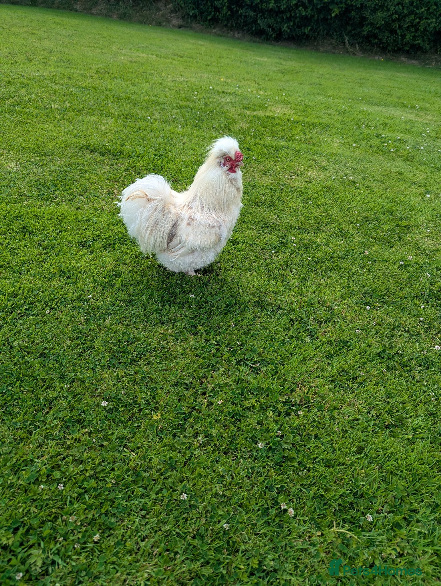 Chickens poultry 2 year old Silkie Cockeral - Advert 5