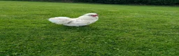 Chickens poultry for sale: 2 year old Silkie Cockeral in Crediton - Advert 1