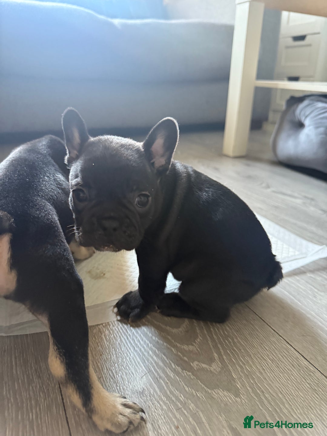 French Bulldog dogs for sale: Frenchie puppies  - Image 3