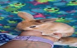 Mixed Breed rabbits for sale: Baby rabbits for sale  - Image 12