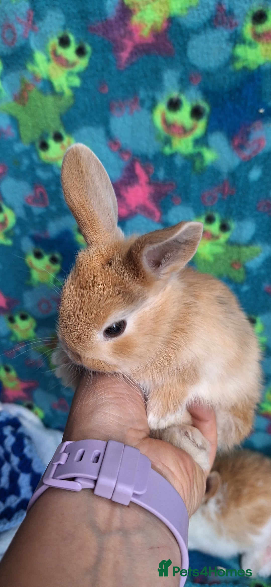 Mixed Breed rabbits for sale: Baby rabbits for sale  - Image 12