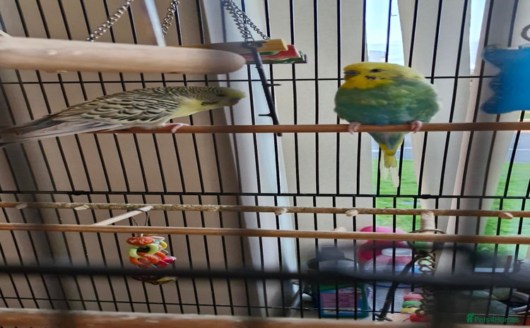 Budgerigars birds - Advert 2
