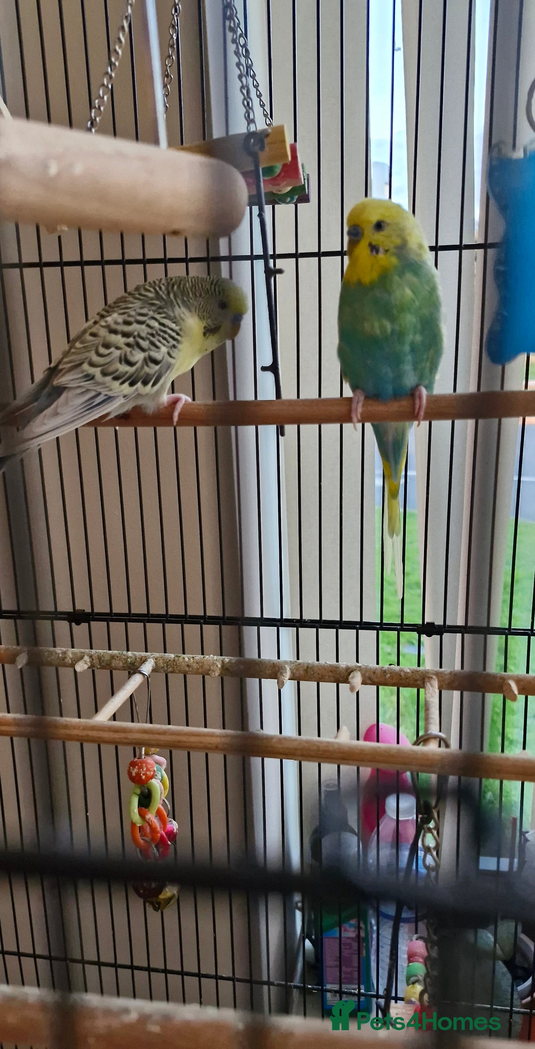 Budgerigars birds for sale: 2 male budgies  - Image 1
