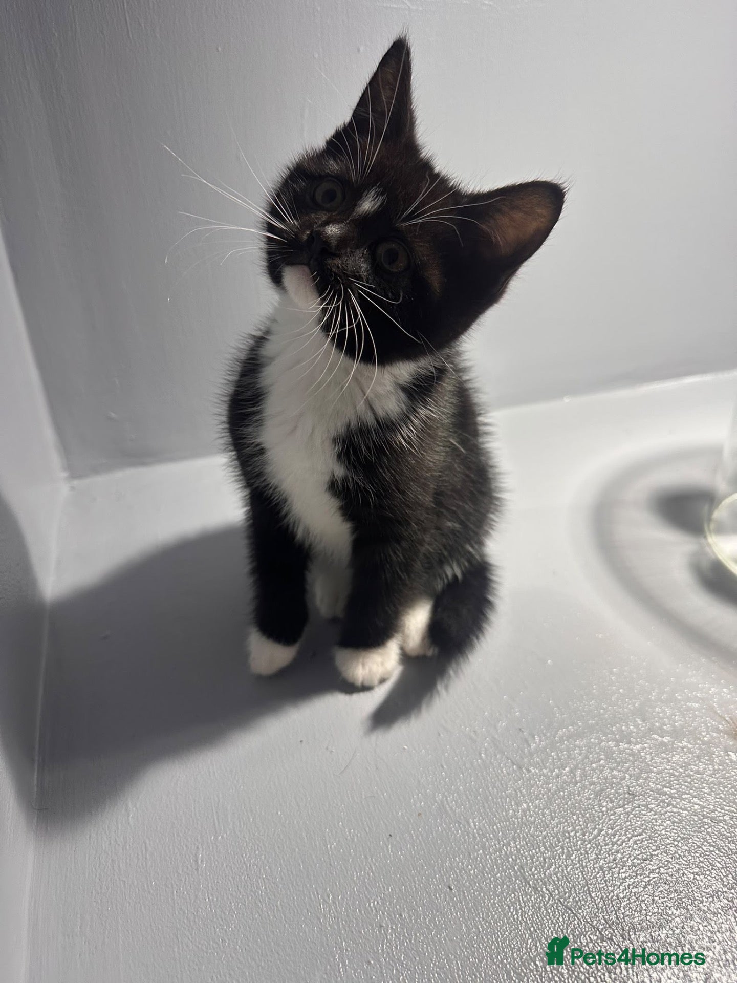 British Shorthair cats for sale: Beautiful British Shorthair Kittens 💙💗 - Advert 16
