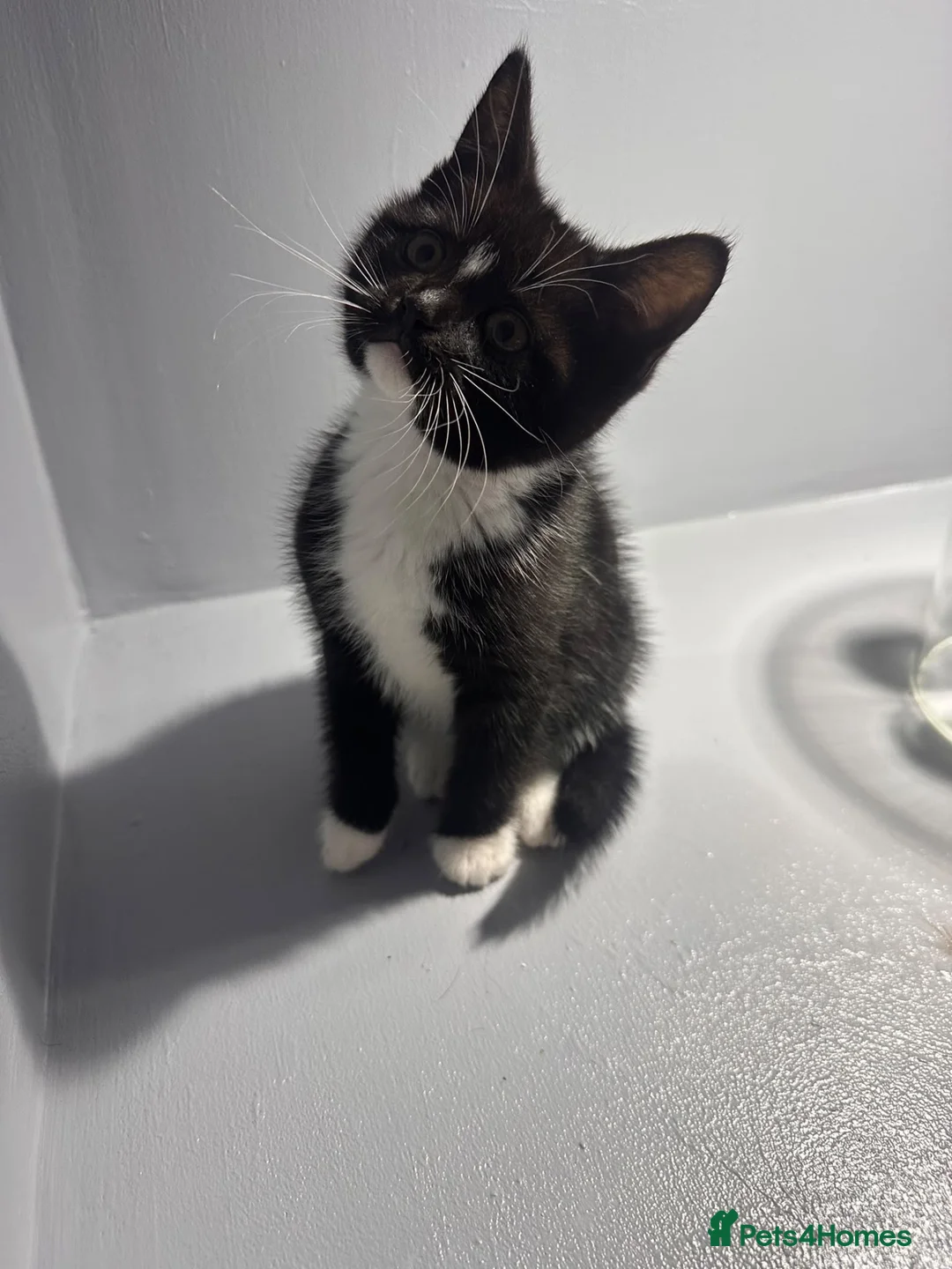 British Shorthair cats for sale: Beautiful British Shorthair Kittens 💙💗 - Advert 1
