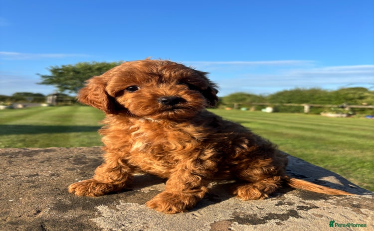 Cavapoo dogs - Advert 2