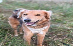 Mixed Breed dogs for adoption: Sweet Nathan Is looking for Love  - Image 30