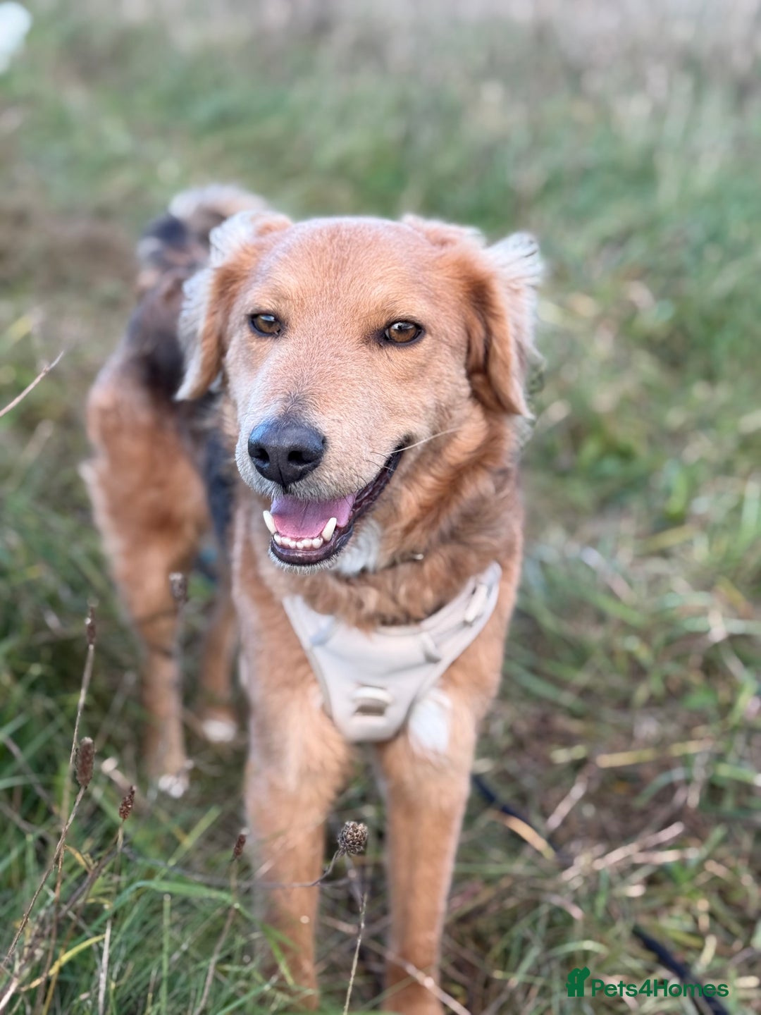 Mixed Breed dogs for adoption: Sweet Nathan Is looking for Love  - Image 30