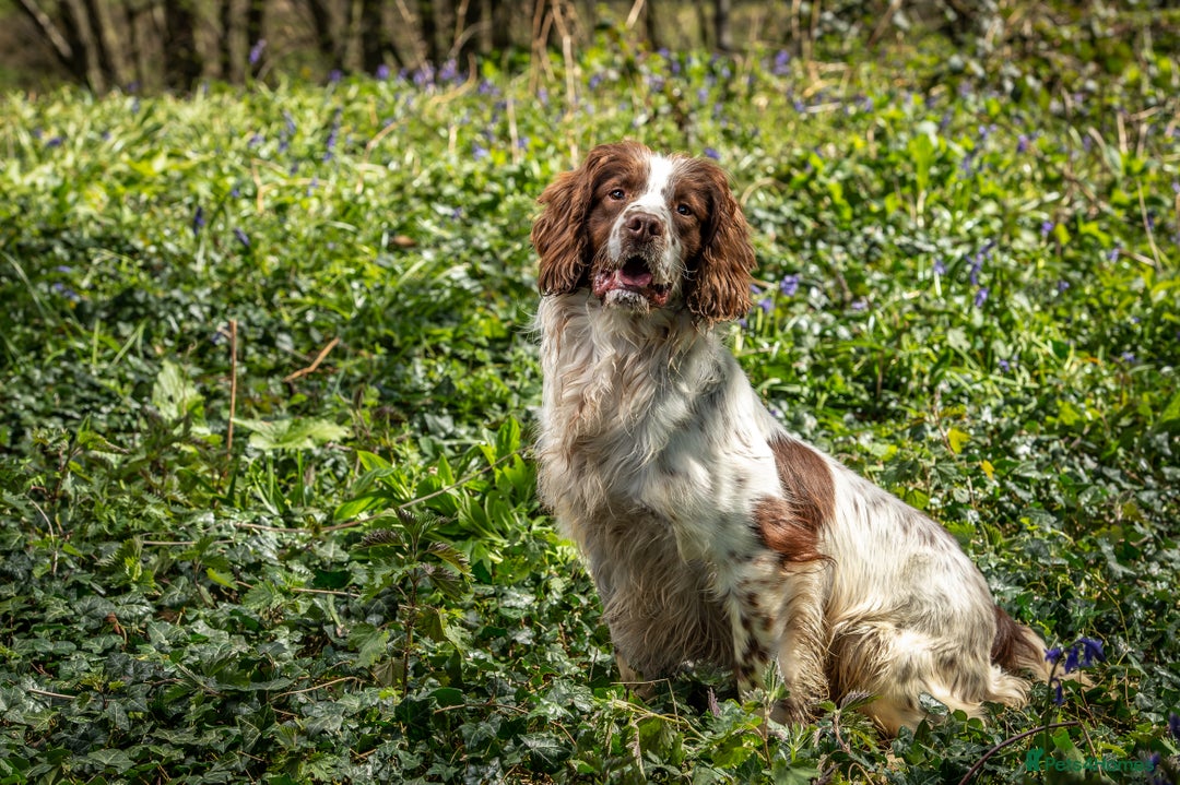 Springador dogs for sale: 5 MONTH OLD BOY REHOME BLACK SPRINGADOR - Advert 6