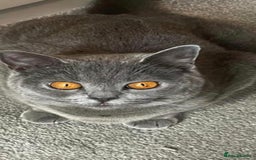 British Shorthair cats for sale: 3 beautiful bsh female kittens available  - Image 7