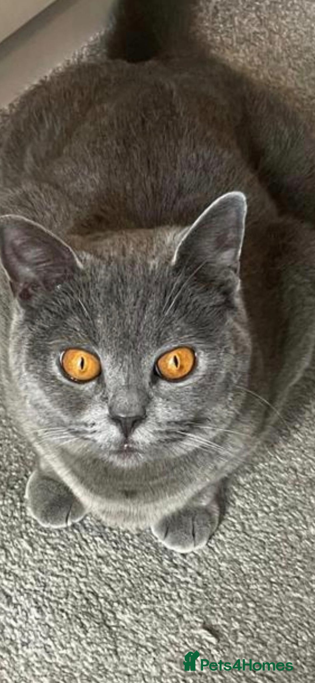 British Shorthair cats for sale: 3 beautiful bsh female kittens available  - Image 7