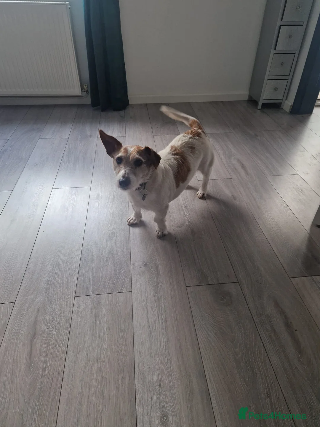 Jack Russell dogs for sale: Jack Russell for rehomeing  - Advert 3