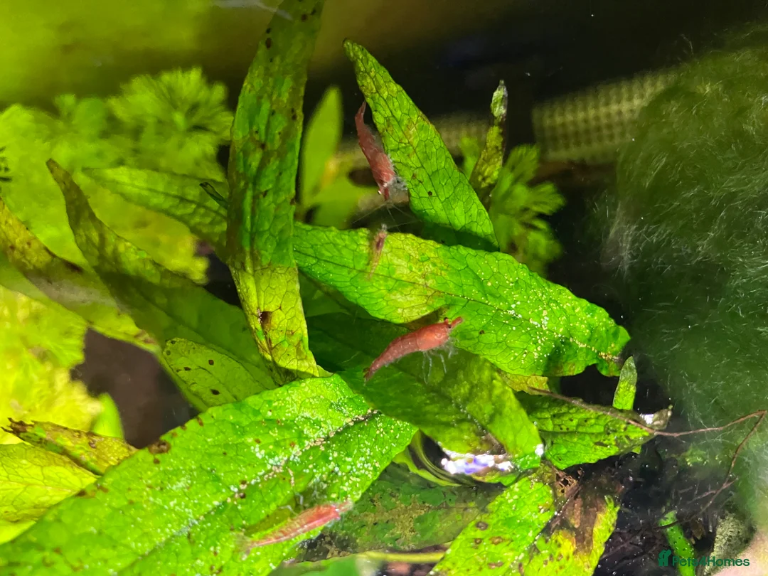 Shrimps fish for sale: Cherry Shrimp for Sale £1 each - Advert 1