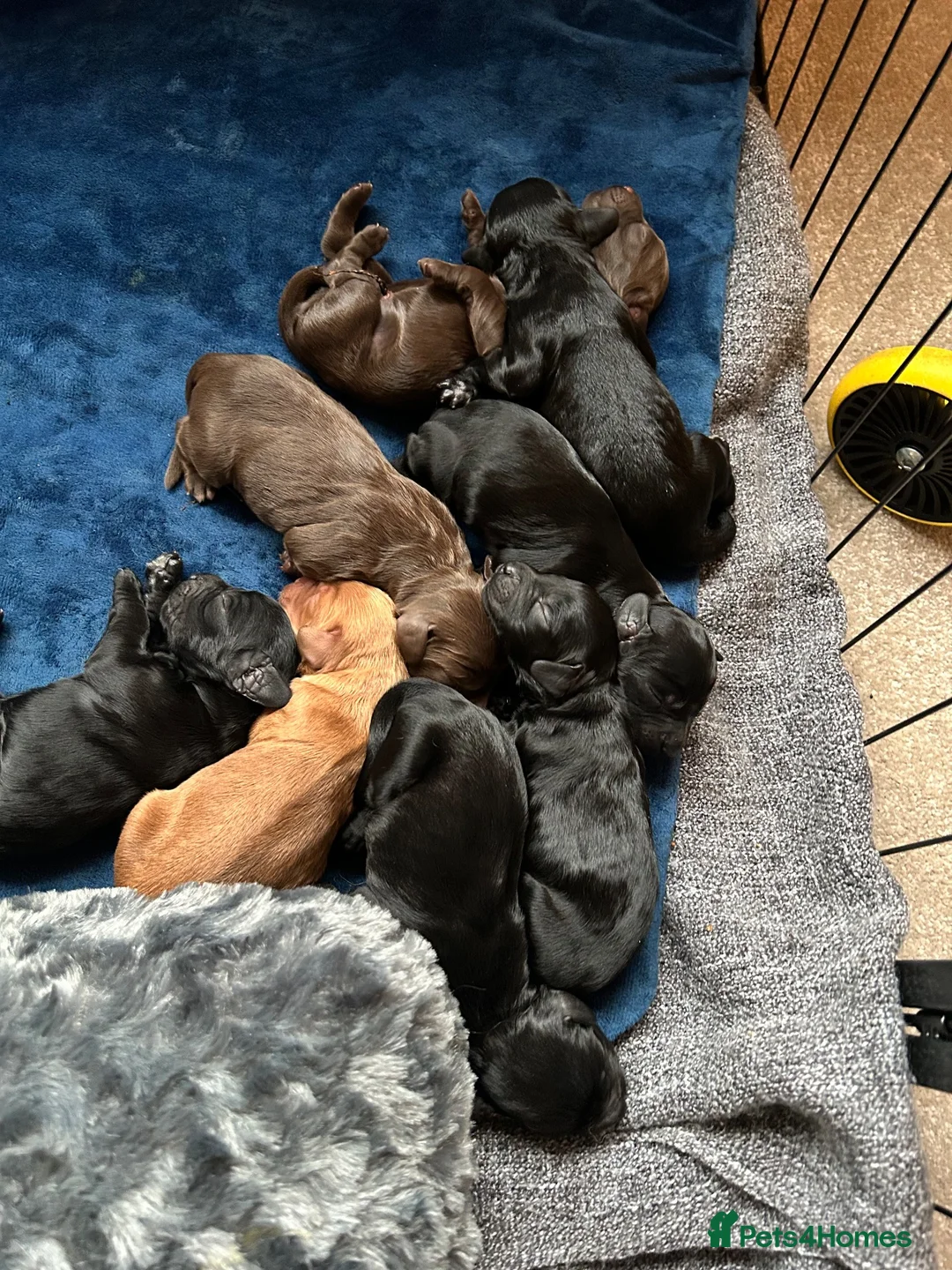 Cockapoo dogs for sale: Cockapoo puppies - Advert 2
