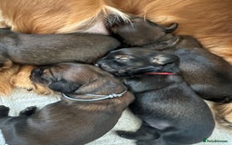 Dachshund dogs for sale: 5 beautiful long-haired Dachshunds pupps - Image 19