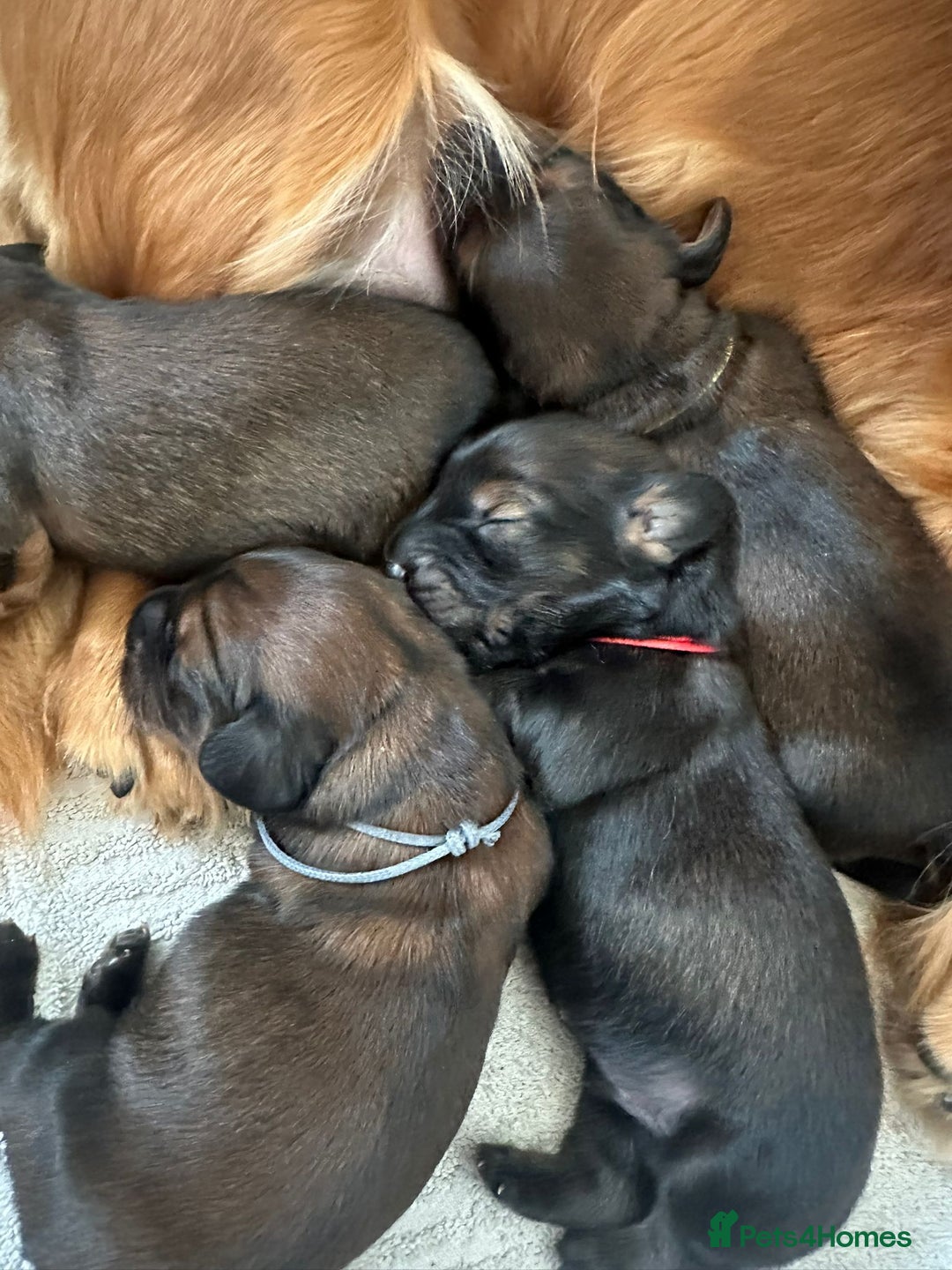 Dachshund dogs for sale: 5 beautiful long-haired Dachshunds pupps - Image 19