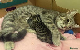 British Shorthair cats for sale: Kittens for sale 2 months old  - Image 4