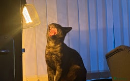 Bengal cats for sale: 2 Bengals Boy Brothers 11 Months Old - Advert 11