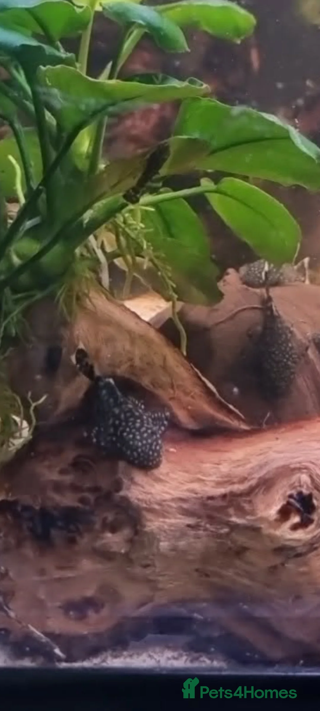 Plecos fish for sale: Common bristlenose in Corby - Advert 2