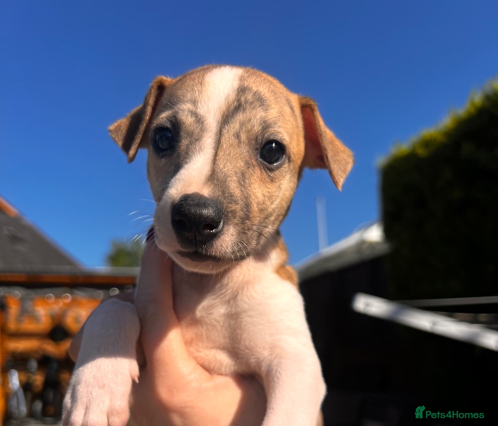 Whippet dogs Kennel club registered pure whippets. - Advert 1