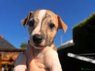 Whippet dogs Kennel club registered pure whippets. - Advert 1