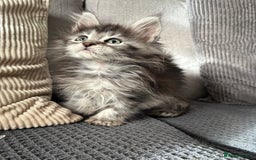 Maine Coon cats for sale: Maine coon kittens POLYDACTYL FEMALES  - Image 10