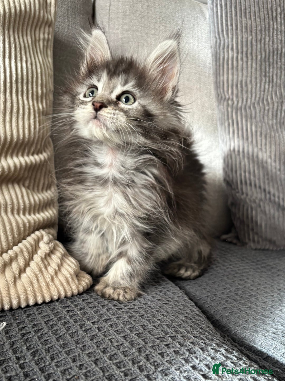 Maine Coon cats for sale: Maine coon kittens POLYDACTYL FEMALES  - Image 10