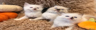Ragdoll 1