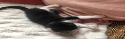 Domestic Shorthair cats for sale: Black and white domestic short hair boy kittens in Buxton - Advert 10