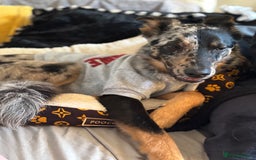 Mixed Breed dogs for sale: Ruby looking for forever home  - Image 3