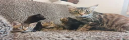 Mixed Breed cats for sale: Kittens for sale  - Advert 12