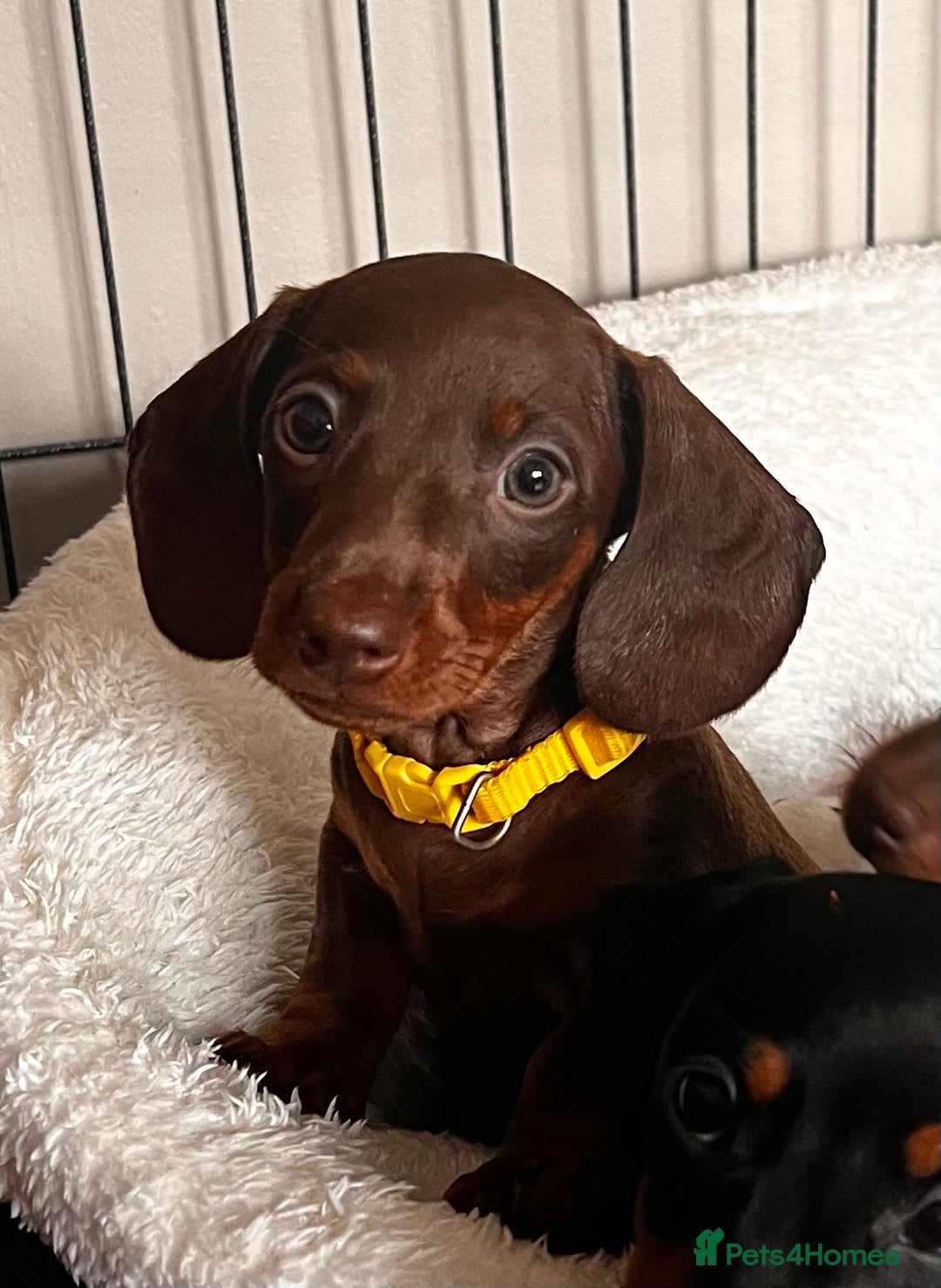 Miniature Dachshund dogs for sale: KC mini dachshund Black n Tan girl ready to home  - Image 7