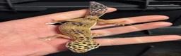 Leopard Gecko reptiles for sale: STUNNING LEOPARD GECKOS WOW AMAZING LAST FEW  - Advert 3