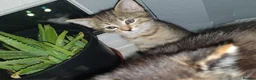 Mixed Breed cats for sale: 3 little girl  - Advert 3