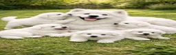Samoyed dogs for sale: 🐾puppies are ready for new happy homes🐾 - Advert 23