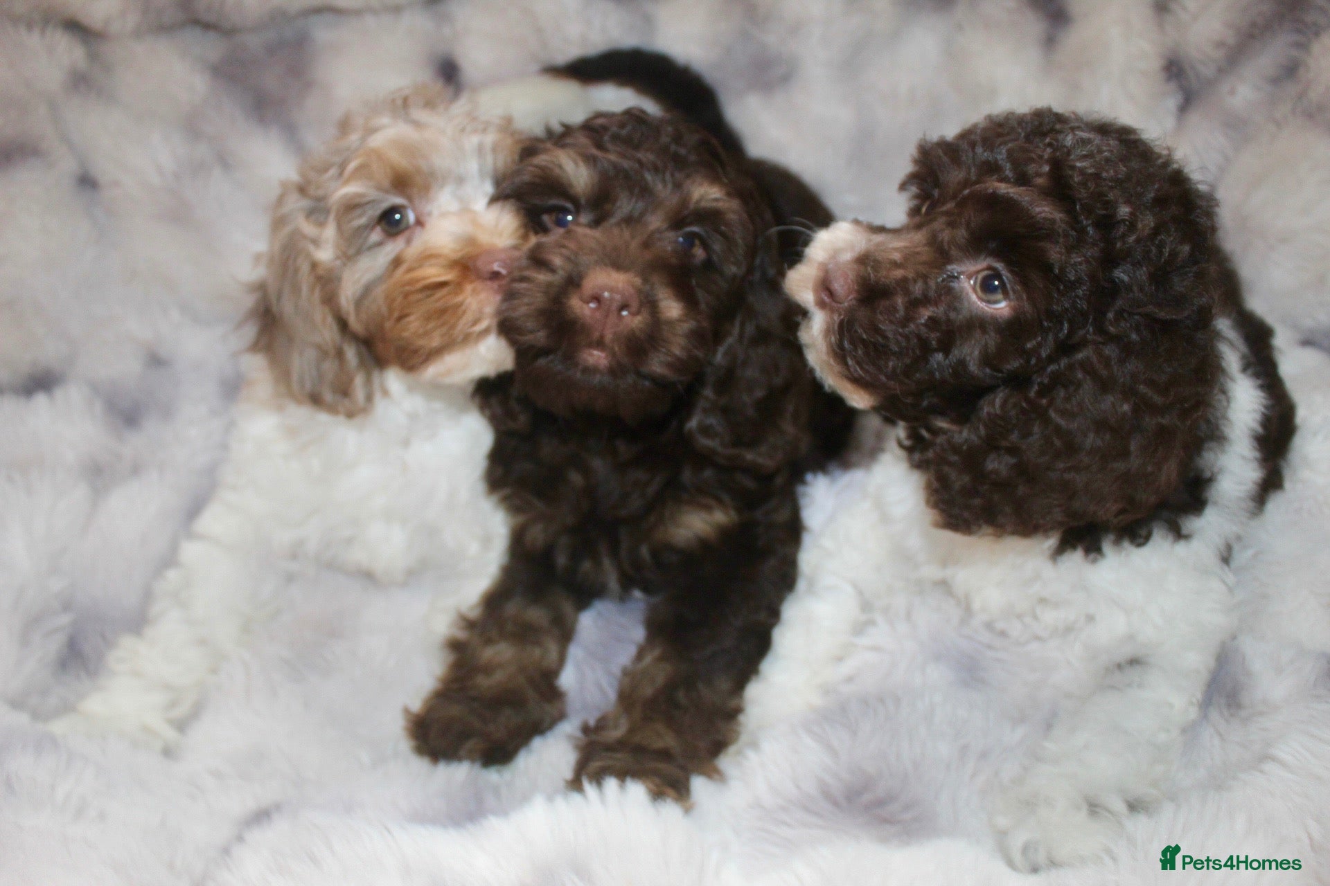 Cockapoo dogs Cockapoo babies ready from 31st August - Advert 15