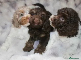 Cockapoo dogs Cockapoo babies ready from 31st August - Advert 15