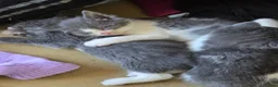 Mixed Breed cats for sale: Kittens - Advert 7