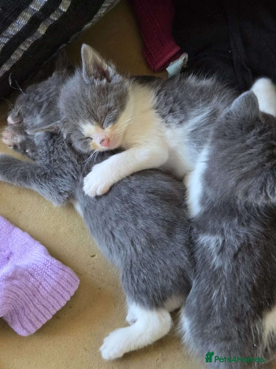 Mixed Breed cats for sale: Kittens - Advert 7