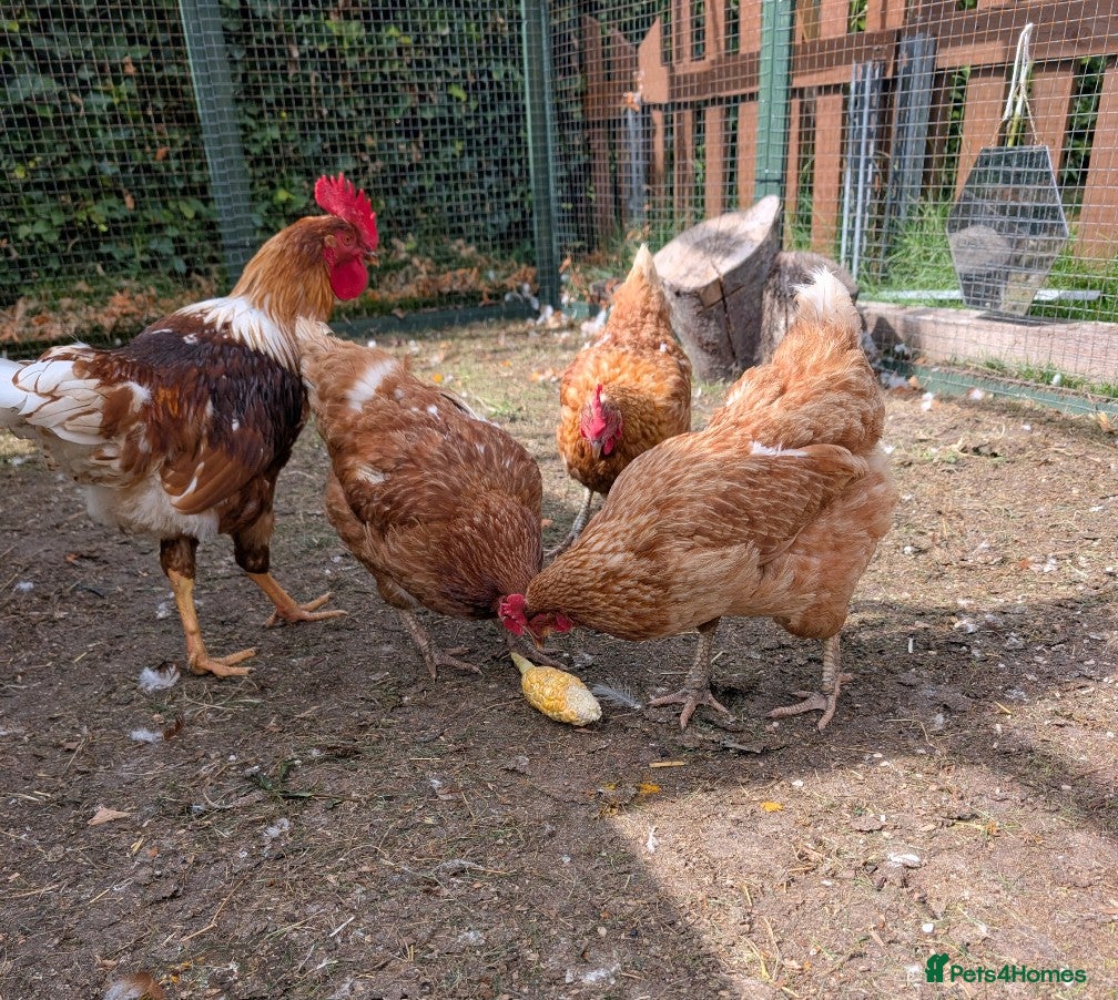 Chickens poultry for sale: Goldline Rooster (George) - Advert 2
