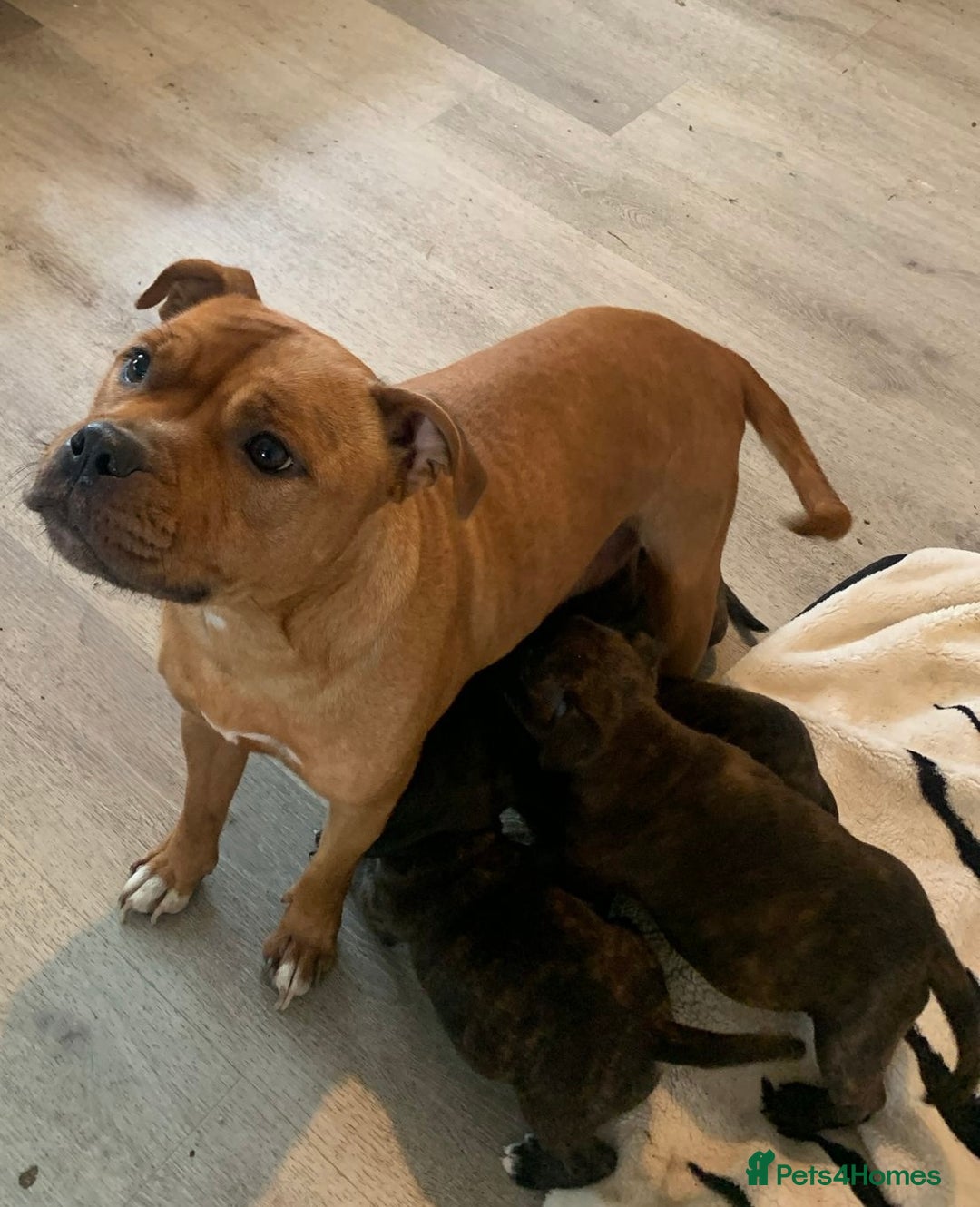 Staffordshire Bull Terrier dogs for sale: BRINDLE STAFFORDSHIRE BULL TERRIER PUPPIES  - Image 5