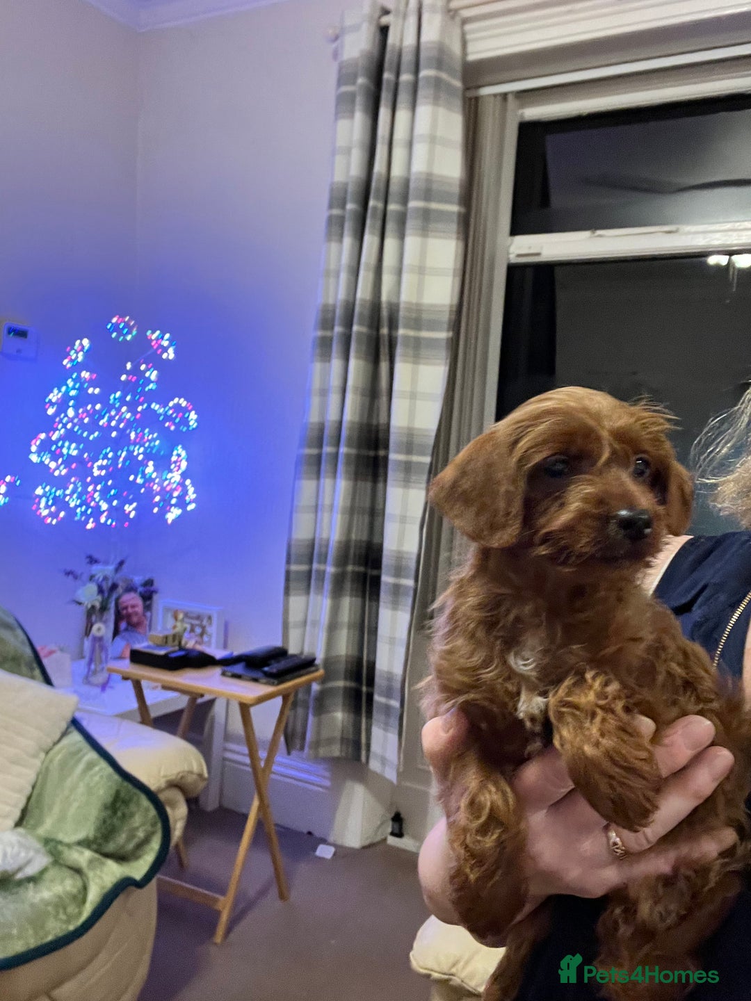 Poodle dogs for sale: Adorable Poodle Puppies For Sale. - Advert 3