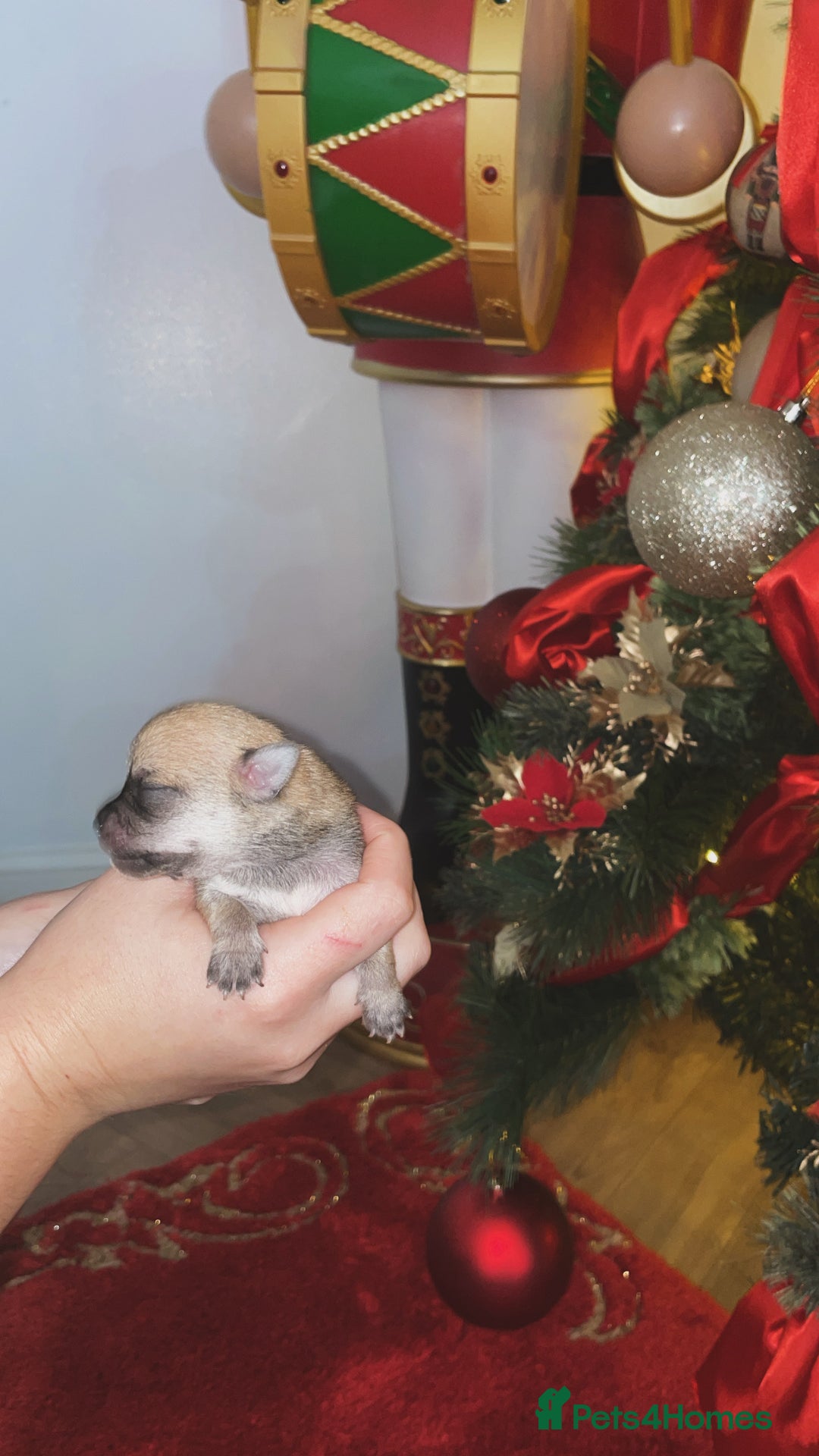 Chihuahua dogs for sale: Miniature Chihuahua Puppies - Advert 4
