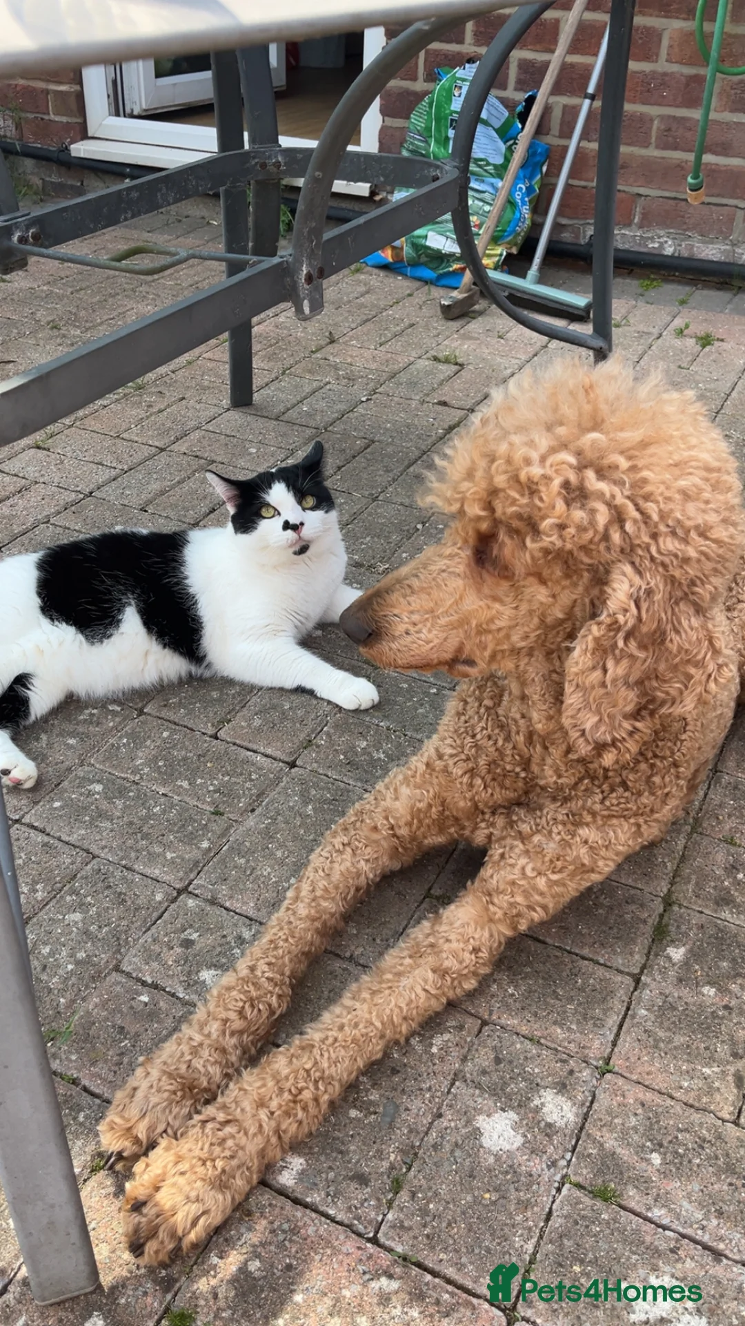 Mixed Breed cats for sale: Mixed breed 5yr male cat - Advert 5