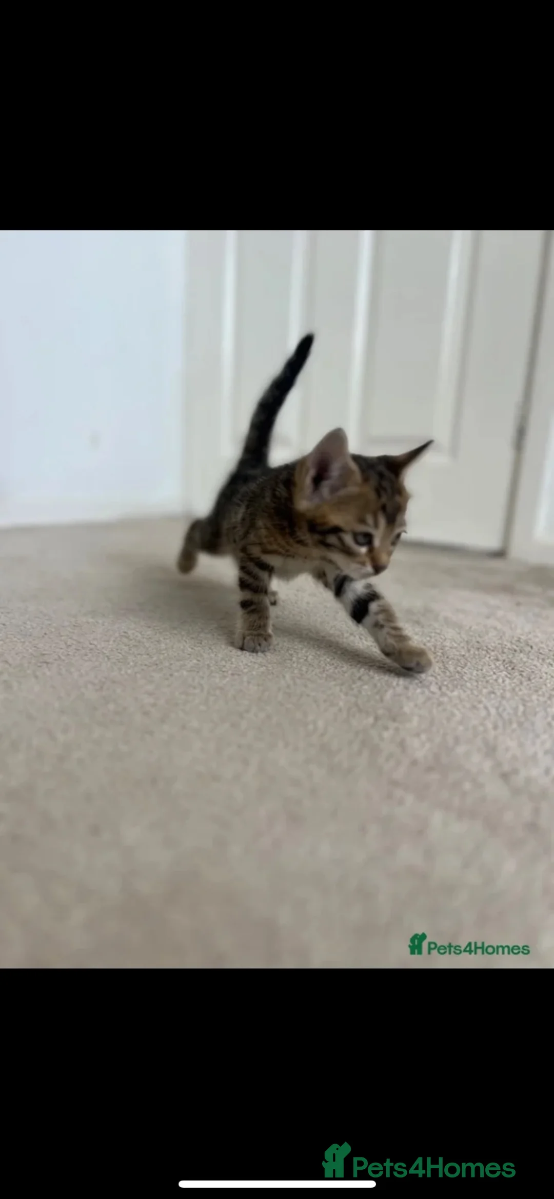 Bengal cats for sale: Two Bengals READY for their forever homes  - Advert 20