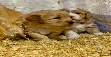 Mini Goldendoodle dogs - Advert 3