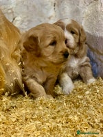 Mini Goldendoodle dogs - Advert 3